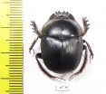 Scarabaeus sp.  South Africa Rep. - INSECTS-STORE.RU