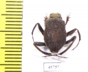 Sisyphus sp.  South Africa Rep. - INSECTS-STORE.RU