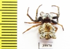 Arachnida sp.  Peru - INSECTS-STORE.RU