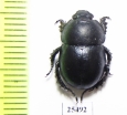 Odontotrypes nikodymi  China - INSECTS-STORE.RU