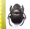 Kheper sp.  South Africa Rep. - INSECTS-STORE.RU