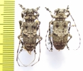 Lasiopezus brunoi, pair  Ethiopia - INSECTS-STORE.RU