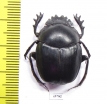 Scarabaeus sp.  South Africa Rep. - INSECTS-STORE.RU