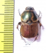 Onitis sp.  South Africa Rep. - INSECTS-STORE.RU