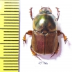Onitis sp.  South Africa Rep. - INSECTS-STORE.RU