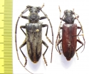Neoplocaederus conradti, pair  Ethiopia  - INSECTS-STORE.RU