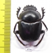 Scarabaeus sp.  South Africa Rep. - INSECTS-STORE.RU