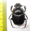 Scarabaeus sp.  South Africa Rep. - INSECTS-STORE.RU