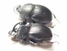 Copris sp., pair  South Africa Rep. - INSECTS-STORE.RU