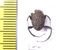 Sisyphus sp.  South Africa Rep. - INSECTS-STORE.RU
