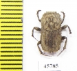 Drepanocerus sp.?  South Africa Rep. - INSECTS-STORE.RU