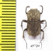 Drepanocerus sp.?  South Africa Rep. - INSECTS-STORE.RU