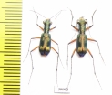 Cicindelinae sp., pair  Indonesia, Kalimantan - INSECTS-STORE.RU
