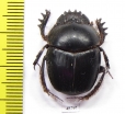 Scarabaeus sp.  South Africa Rep. - INSECTS-STORE.RU