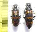 Meloidae sp.  Namibia - INSECTS-STORE.RU