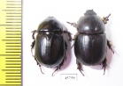 Dynastinae sp., pair  South Africa Rep. - INSECTS-STORE.RU