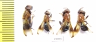 Diptera sp.  Thailand - INSECTS-STORE.RU