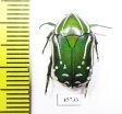 Rhabdotis semipunctata  South Africa Rep. - INSECTS-STORE.RU