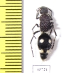 Mutillidae sp.  South Africa Rep. - INSECTS-STORE.RU