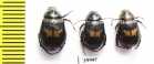 Rutelinae sp.  Thailand - INSECTS-STORE.RU