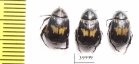 Rutelinae sp.  Thailand - INSECTS-STORE.RU