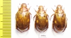 Rutelinae sp.  Thailand - INSECTS-STORE.RU