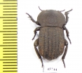 Anomalipus sp.  South Africa Rep. - INSECTS-STORE.RU