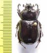 Cyphonistes sp.  Ethiopia - INSECTS-STORE.RU
