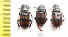 Nicrophorus vespilloides  Russia, Tver reg. - INSECTS-STORE.RU