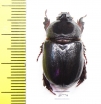 Temnorhynchus sp., male  South Africa Rep. - INSECTS-STORE.RU