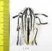 Julodis cailliaudi spectabilis  Saudi Arabia 31mm - INSECTS-STORE.RU