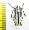 Julodis cailliaudi spectabilis  Saudi Arabia 28mm - INSECTS-STORE.RU