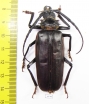 Derobrachus megacles  Mexico  65mm - INSECTS-STORE.RU