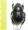 Odontotrypes lassalei  China - INSECTS-STORE.RU