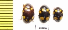 Erotylidae sp.  Indonesia, Sumatra - INSECTS-STORE.RU