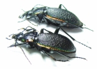 Carabus (Megodontus) vietinghoffi leptoglyptus, pair  Russia, Sakhalin isl. - INSECTS-STORE.RU