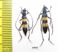 Polyzonus fasciatus  Russia, Far East - INSECTS-STORE.RU