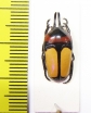 Dicheros bicornis malayanus  Malaysia - INSECTS-STORE.RU