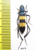Polyzonus fasciatus  Russia, Far East - INSECTS-STORE.RU