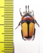Dicheros bicornis malayanus  Malaysia - INSECTS-STORE.RU