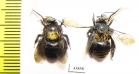 Hymenoptera sp.  Colombia - INSECTS-STORE.RU