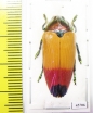 Metaxymorpha apicalis  Indonesia, Aru isl. - INSECTS-STORE.RU