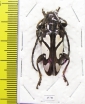 Calothyrza margaritifera  Thailand - INSECTS-STORE.RU