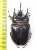 Strategus longichomperus  Mexico 55mm - INSECTS-STORE.RU