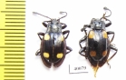 Endomychidae sp.  Philippines - INSECTS-STORE.RU