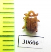 Chrysomelidae sp.  Namibia - INSECTS-STORE.RU