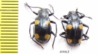 Endomychidae sp.  Philippines - INSECTS-STORE.RU