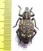 Curculionidae sp.  South Africa Rep. - INSECTS-STORE.RU