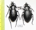 Carabus (Semnocarabus) erosus corax, pair  Kazakhstan - INSECTS-STORE.RU