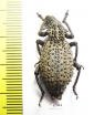 Curculionidae sp.  South Africa Rep. - INSECTS-STORE.RU